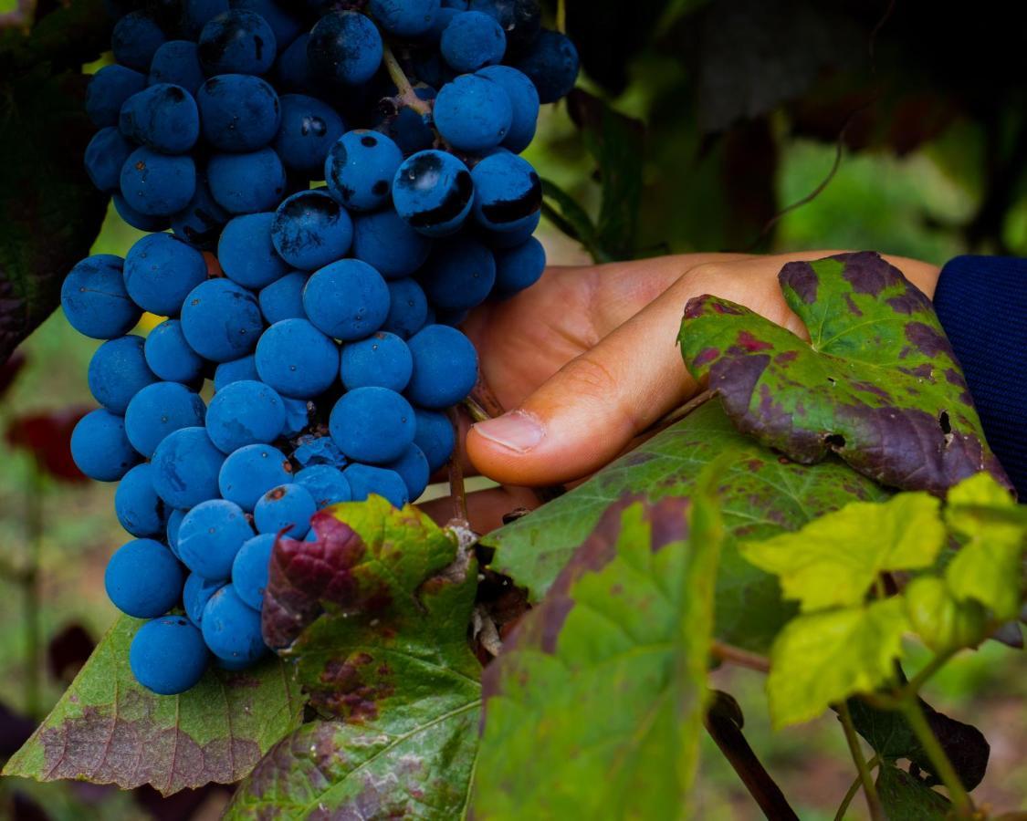 Вілла Quinta Do Tapadinho - Wine & Tourism Moimenta Екстер'єр фото